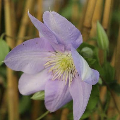 Clematis Cezanne 3 Litre