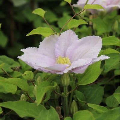 Clematis Chelsea 3 Litre