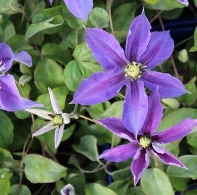Clematis Chevalier x 3 Litre