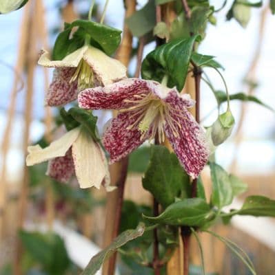 Clematis cirrhosa Freckles 3 Litre