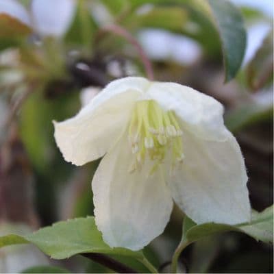 Clematis cirrhosa Jingle Bells 3 Litre