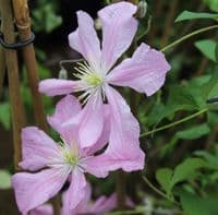 Clematis Comtesse De Bouchard 3 Litre