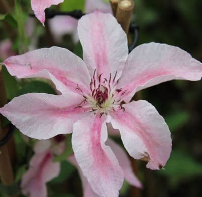 Clematis Comtesse De Bouchard 3 Litre