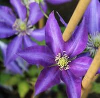 Clematis Daniel Deronda 3 Litre