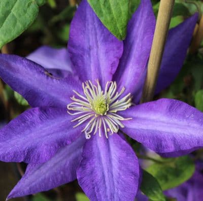 Clematis Daniel Deronda 3 Litre