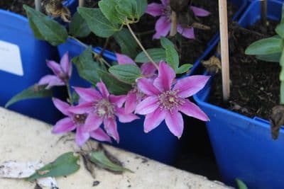Clematis Darcy 3 Litre