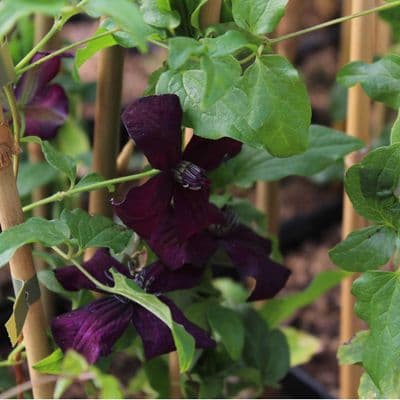 Clematis Dark Eyes 3 Litre
