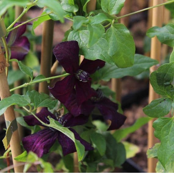 Clematis Dark Eyes 3 Litre