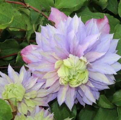 Clematis Diamantina 3 Litre