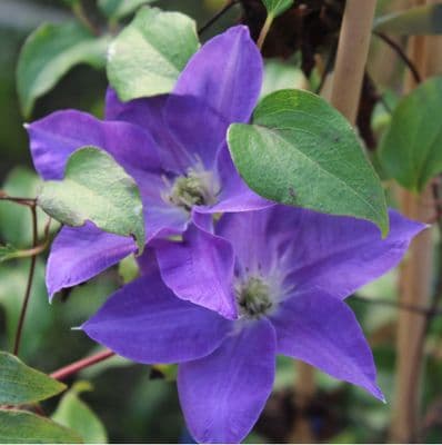 Clematis Diana's Delight 3 Litre