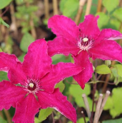 Clematis Diayu