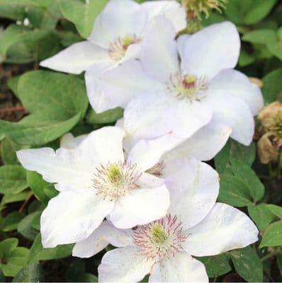 Clematis Dorath 3 Litre