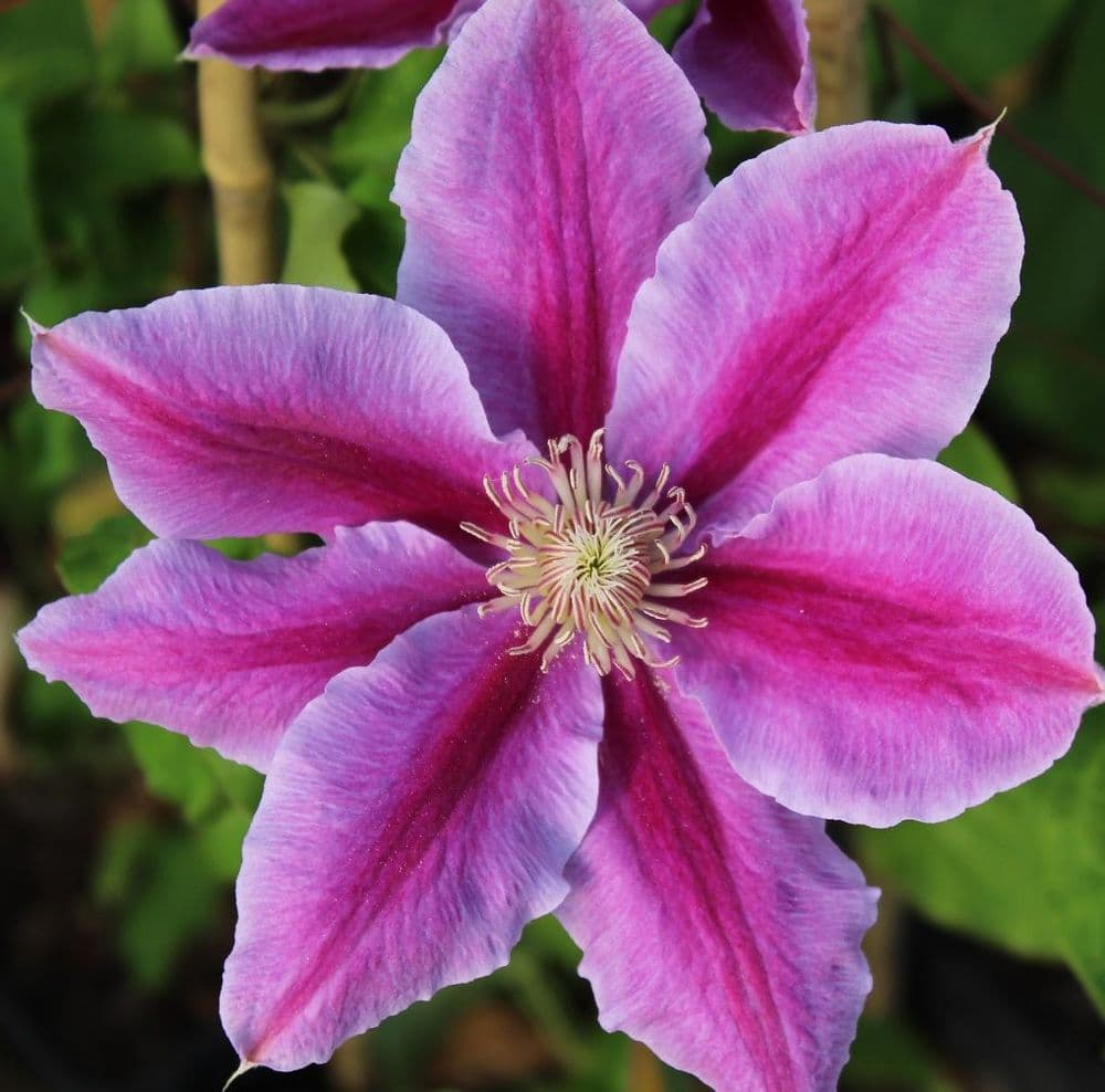 Clematis Dr Ruppel 3 Litre