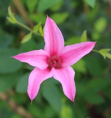 Clematis Duchess of Albany