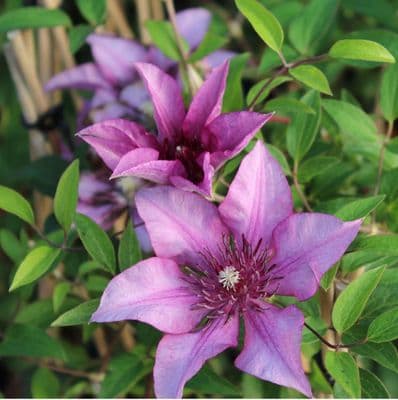 Clematis Elodi 3 Litre