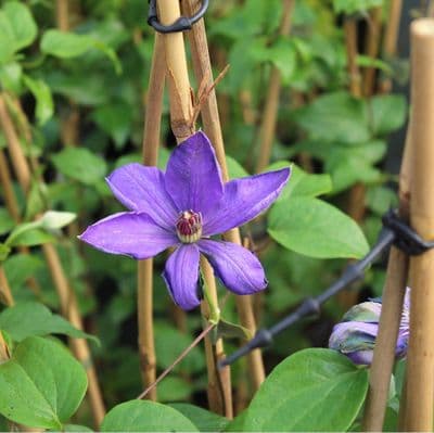 Clematis Elsa Spath 3 Litre