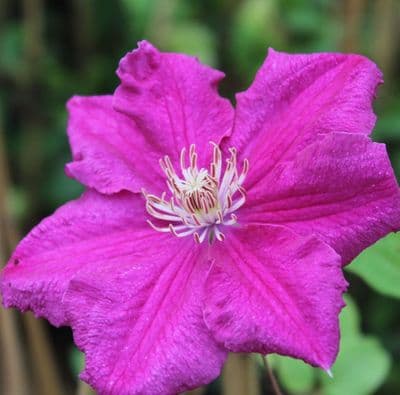 Clematis Ernest Markham 3 Litre