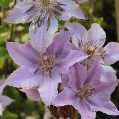 Clematis Filigree 3 Litre