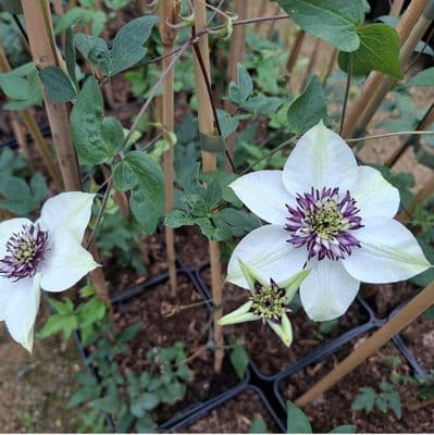 Clematis florida Sieboldii 3 Litre
