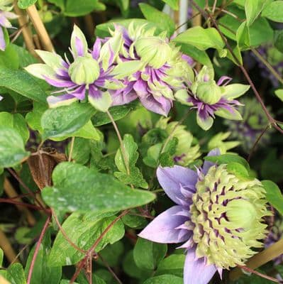 Clematis florida Taiga 3 Litre