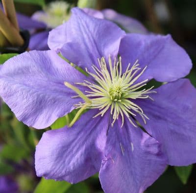 Clematis General Sikorski 3 Litre