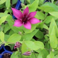 Clematis Giselle 3 Litre