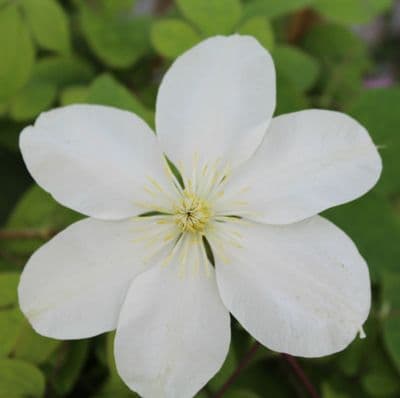 Clematis Guernsey Cream 3 Litre