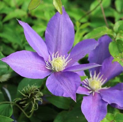 Clematis H.F Young 3 Litre