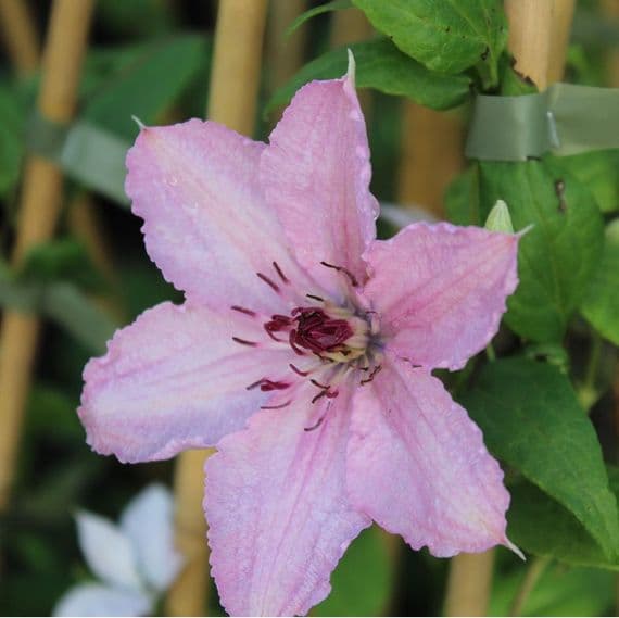 Clematis Hagley Hybrid 3 litre