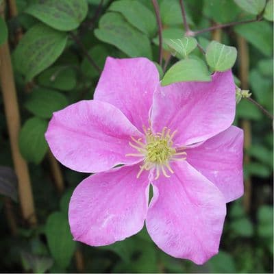 Clematis Hanaguruma 3 Litre