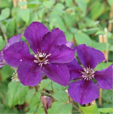 Clematis Jackmanii Superba 3 Litre