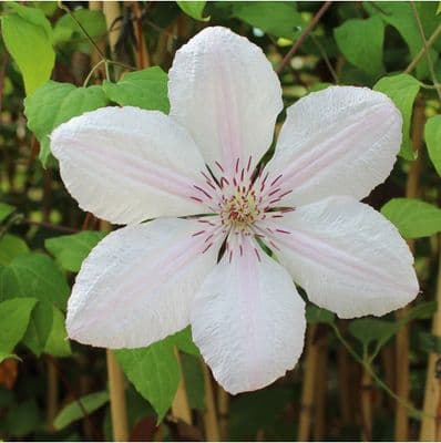 Clematis John Pawell II (John Paul)