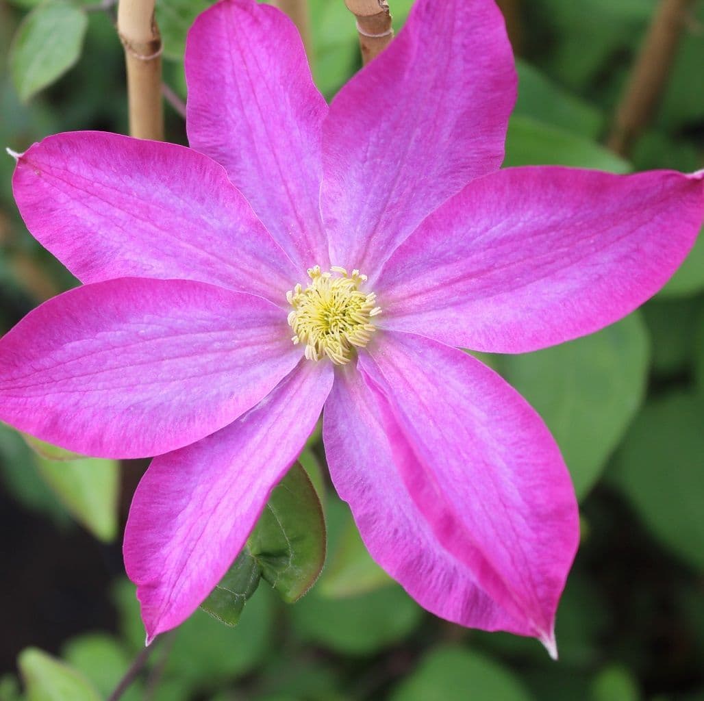 Clematis Kakio Pink Champagne