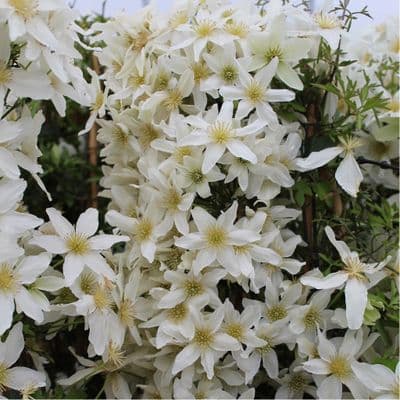 Clematis Kimiko 3 Litre