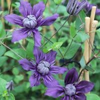 Clematis Kokonoe 3 Litre
