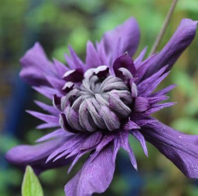 Clematis Kokonoe 3 Litre