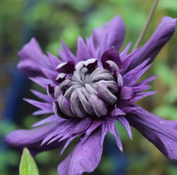 Clematis Kokonoe 3 Litre