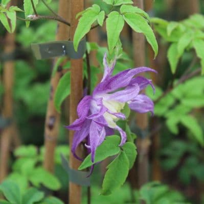 Clematis macropetala 3 Litre