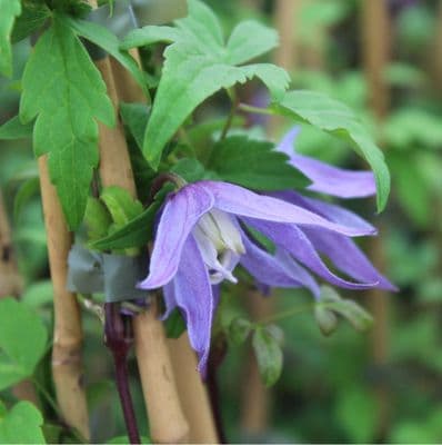 Clematis macropetala Jan Lindmark 3 Litre