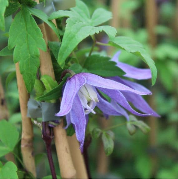 Clematis macropetala Jan Lindmark 3 Litre