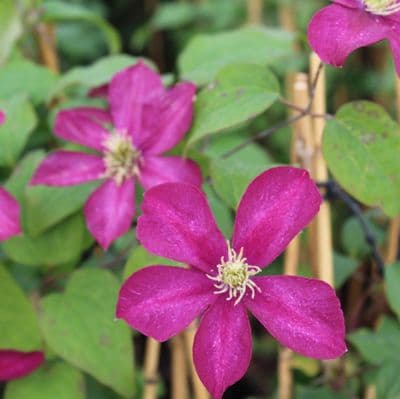 Clematis Madame Edouard Andre 3 Litre
