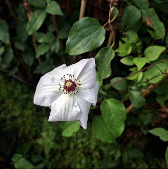 Clematis Miss Bateman 3 Litre