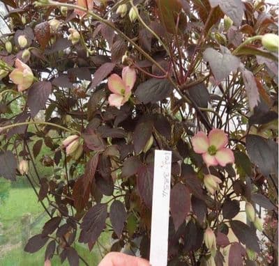 Clematis montana Dark Chocolate Truffle 3 Litre