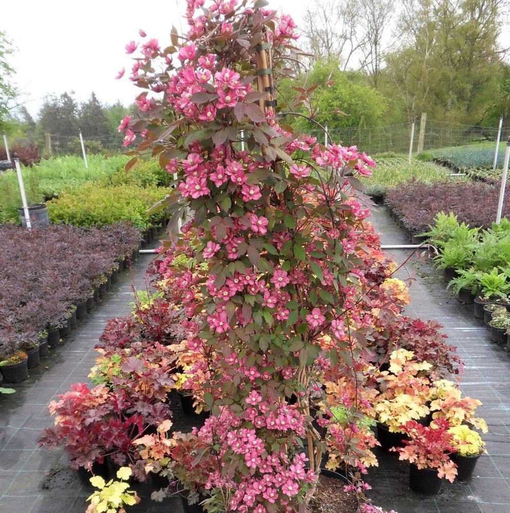 Clematis Raspberry Ruffle Clematis montana Double Raspberry Truffle 3 Litre