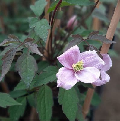 Clematis montana Elizabeth 2 Litre