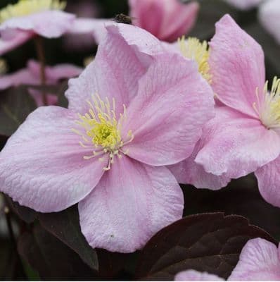 Clematis montana Mayleen 3 Litre