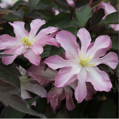 Clematis montana Rosebud 3 Litre