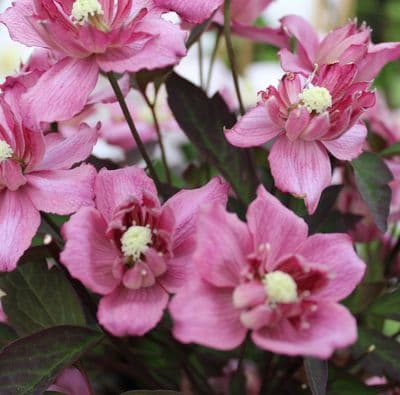 Clematis montana Sunrise 3 Litre