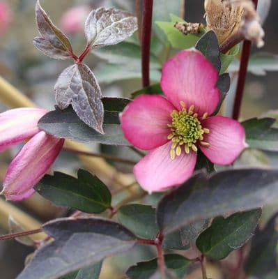 Clematis montana Warwickshire Rose