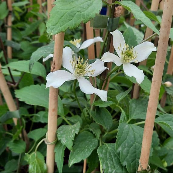 Clematis montana Wilsonii 3 Litre